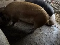 Sow, Pigs — photo 3