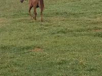 Cheval, Chevaux — photo 2