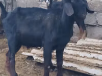 ஆண் வெள்ளாடு, Anatolian Black goats — புகைப்படம் 3
