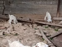 Kozioł, Kozy — zdjęcie 1