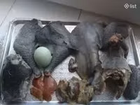 Ayam Cemani — zdjęcie 2