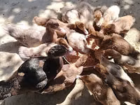 مسكوفي منزلي — الصورة 2
