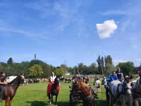 At, Lipizzaner — foto 4