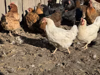 Chickens — फ़ोटो 2