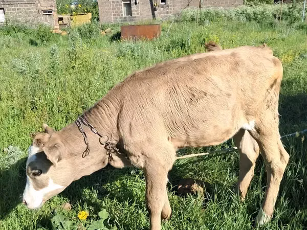 Taureau, Swiss cattle