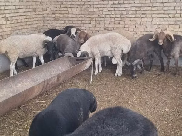 Bélier, Moutons
