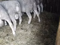 Қошқар, Ile-de-France sheep — 5-сурет