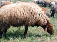Schaf, Schafe — Foto 2
