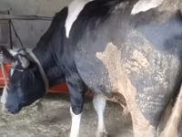 牛（ロット、性別未指定）, Russian Black pied cattle — 写真 2