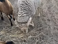公羊, Merino sheep — 照片 2