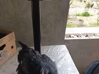 Australorp — foto 1
