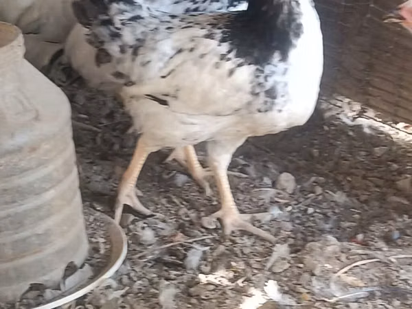 Chickens — Ázerbájdžán