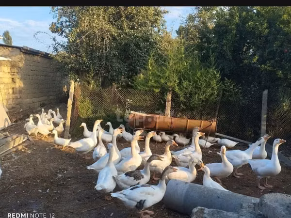 Geese