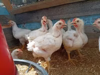 Chickens — photo 2