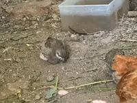 Chickens — Foto 5