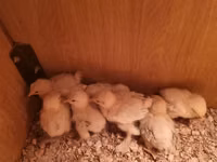 婆罗门鸡 — 照片 5