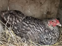 Chickens — Foto 5
