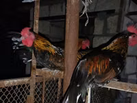 Chickens — zdjęcie 1