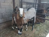 母山羊, Goats — 照片 2