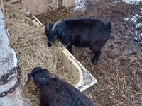 Cabras (lote, sexo no especificado), Cabras — foto 1