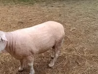 公羊, Sheep — 照片 3
