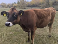 Krowa, Rasa jerseyjska — zdjęcie 2