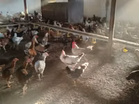 Chickens — Foto 5
