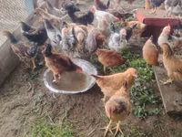 Chickens — foto 1