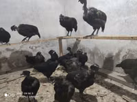Chickens — zdjęcie 2