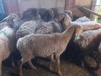母羊, Arashan sheep — 照片 5