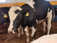 雄牛, Simmental cattle — 写真 4