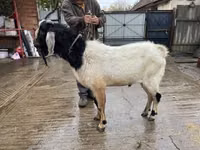 Billy Goat, Nubian Goat — photo 1