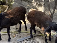 Qoç, Aland sheep — foto 4