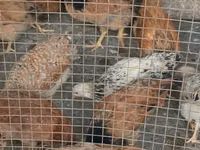 Chickens — Foto 5
