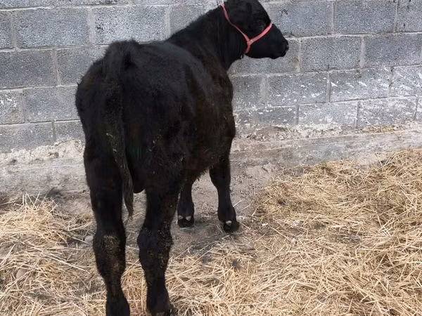 Buğa, Aberdin – Angus