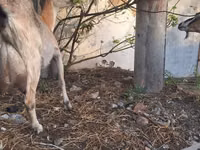 Koza, Alpine goat — foto 1