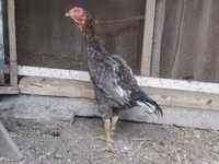 Chickens — Foto 1