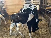 Bulle, Russian Black pied cattle — Foto 7