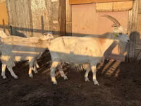 Echki, Saanen goat — 2-rasm