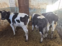 காளை, Russian Black pied cattle — புகைப்படம் 3