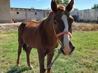 Cheval, Vladimir heavy draft — photo 1