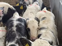 Skot (série, pohlaví neuvedeno), Simmental cattle — foto 6