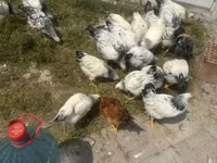 Chickens — foto 5