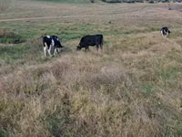 Krowa, Russian Black pied cattle — zdjęcie 1