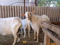 公山羊, Saanen goat — 照片 4