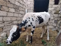 Vache, Russian Black pied cattle — photo 2