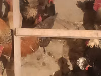 Chickens — foto 2
