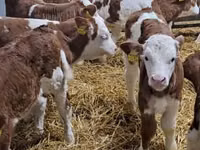 牛（ロット、性別未指定）, Simmental cattle — 写真 3