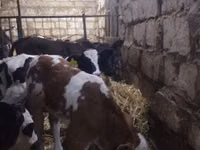 Skot (série, pohlaví neuvedeno), Simmental cattle — foto 1