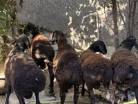 Qoç, Aland sheep — foto 5